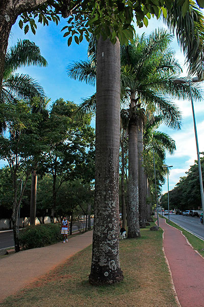 Canteiro Central